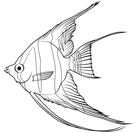 Altum Angelfish (Pterophyllum Altum) Coloring Page